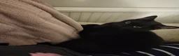 Domestic Shorthair cats for sale: Female Cat- Maeve - Advert 6