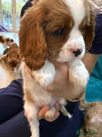 Cavalier King Charles Spaniel dogs - Advert 1