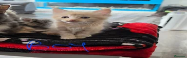 Maine Coon Kitten 3