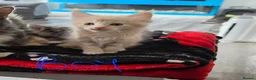Maine Coon cats for sale: 5 pure bred main coon kittens in Glasgow - Advert 7