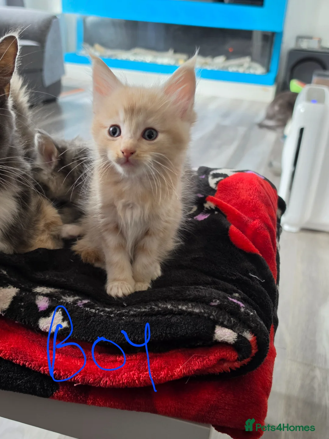 Maine Coon cats for sale: 5 pure bred main coon kittens in Glasgow - Advert 7