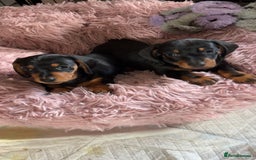 Miniature Dachshund dogs for sale: Male Miniature Dashshund pup for sale  - Image 1