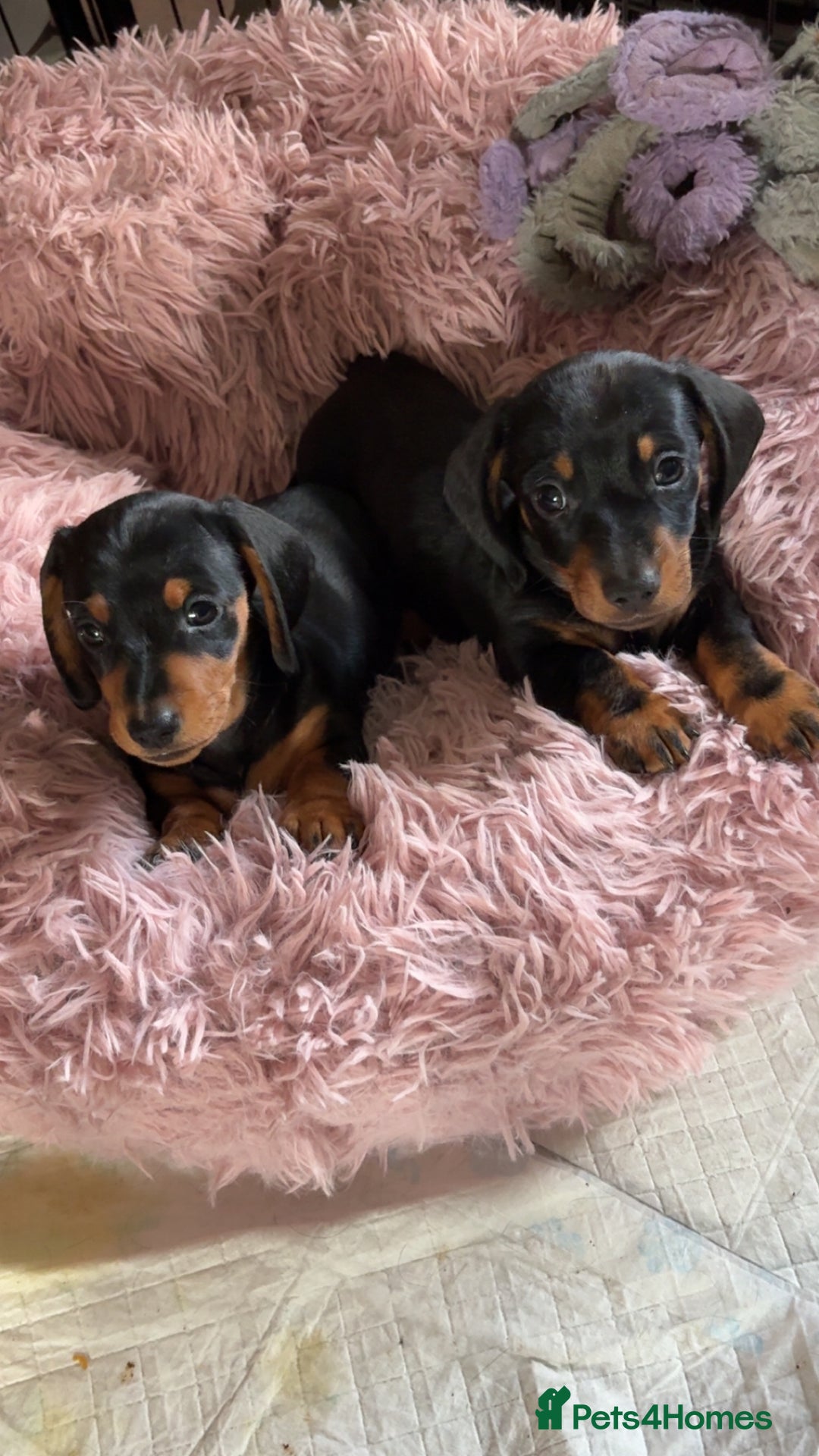 Miniature Dachshund dogs for sale: Male Miniature Dashshund pup for sale  - Image 1