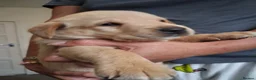Labrador Retriever dogs for sale: Fox red Labrador puppies  in Crieff - Advert 2
