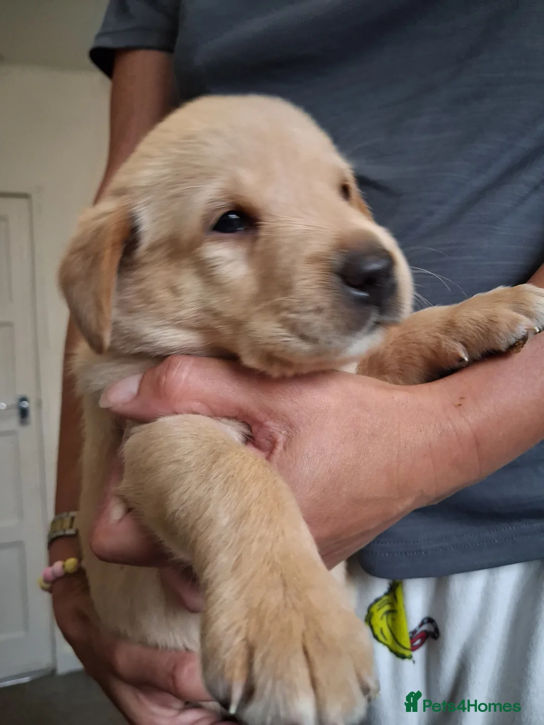 Labrador Retriever dogs for sale: Fox red Labrador puppies  in Crieff - Advert 2