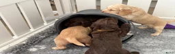 Cocker Spaniel dogs for sale: Stunning litter of home bred working cockers in Accrington - Advert 9
