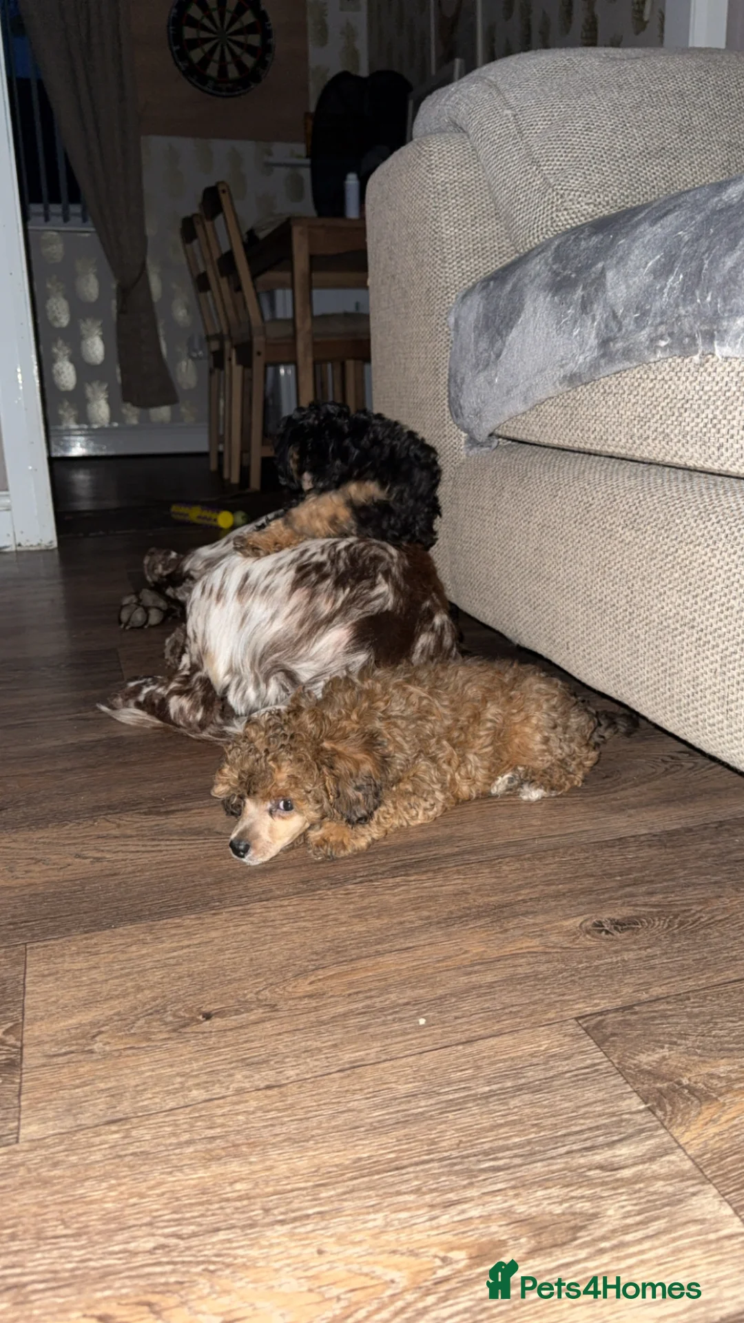 Toy Poodle dogs for sale: Toy poodle boys - Advert 2