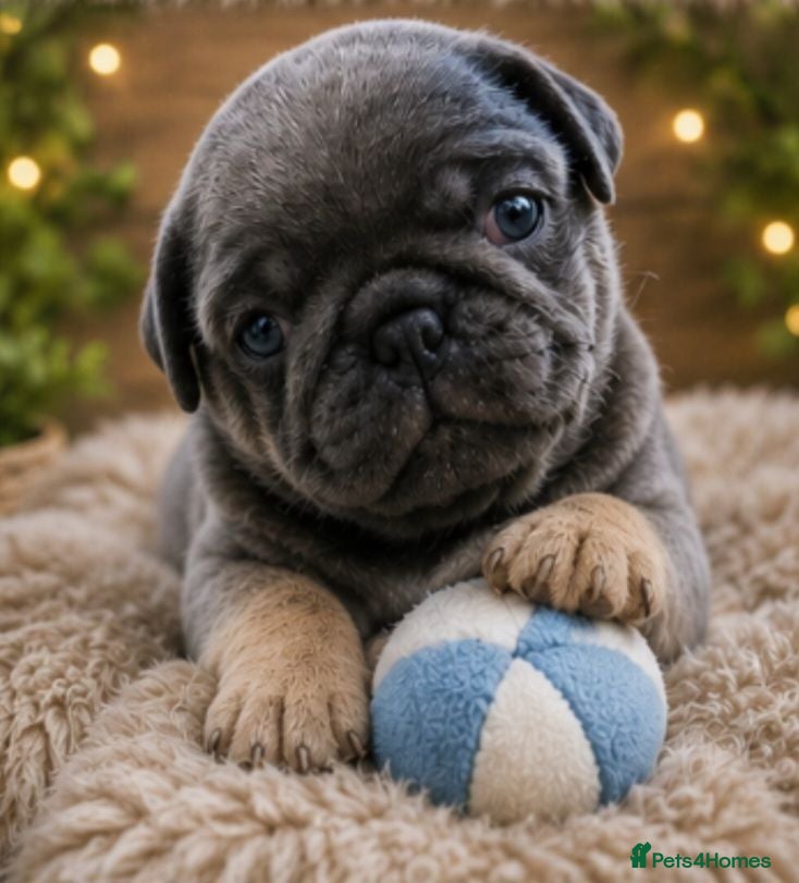 Pug dogs Exotic Pug puppies ( 2 BOYS AVAILABLE) - Advert 10
