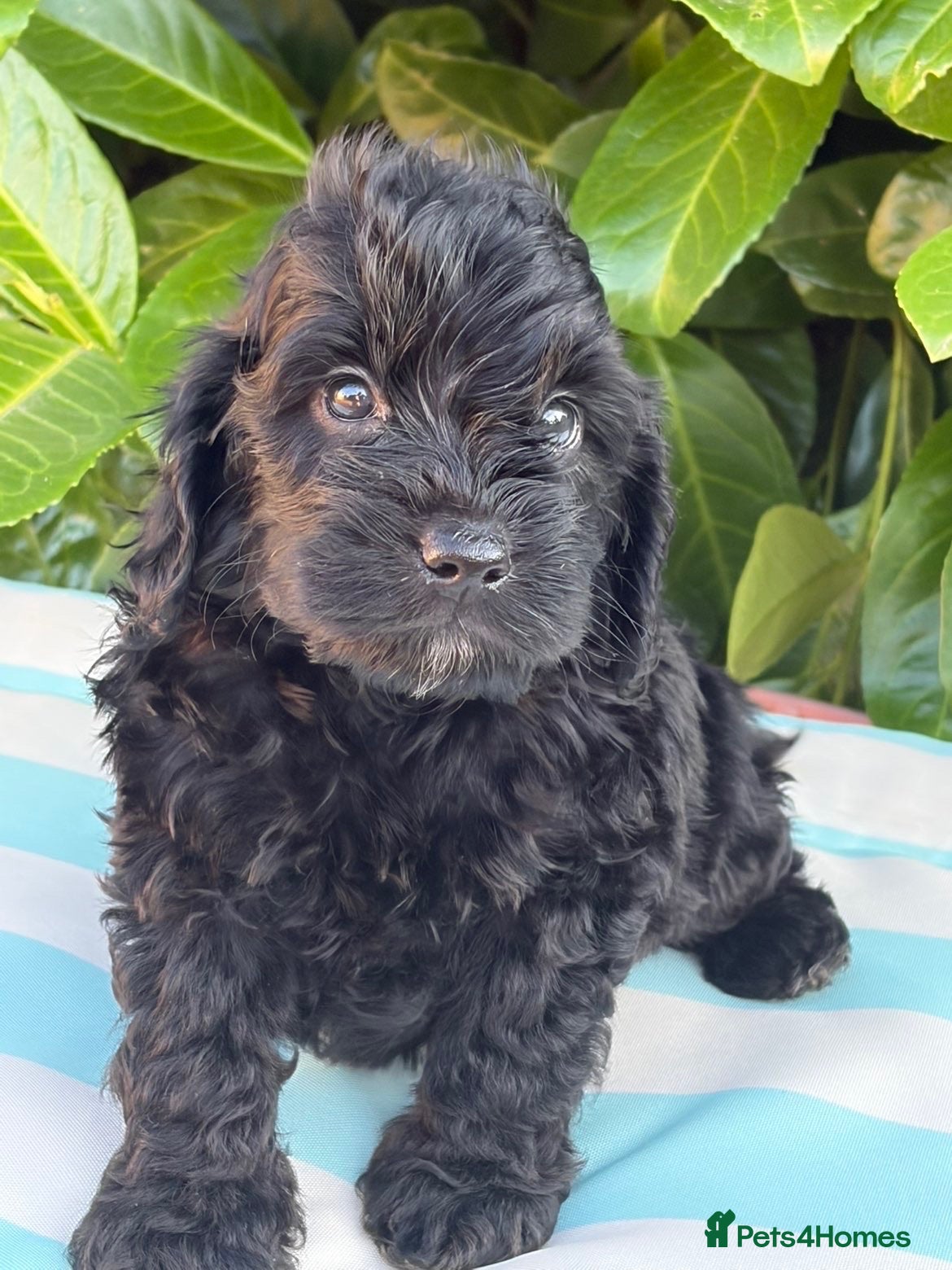 Cockapoo dogs Cockapoo males and females  - Advert 17