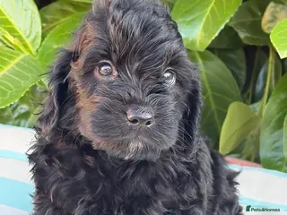 Cockapoo dogs Cockapoo males and females - Advert 17
