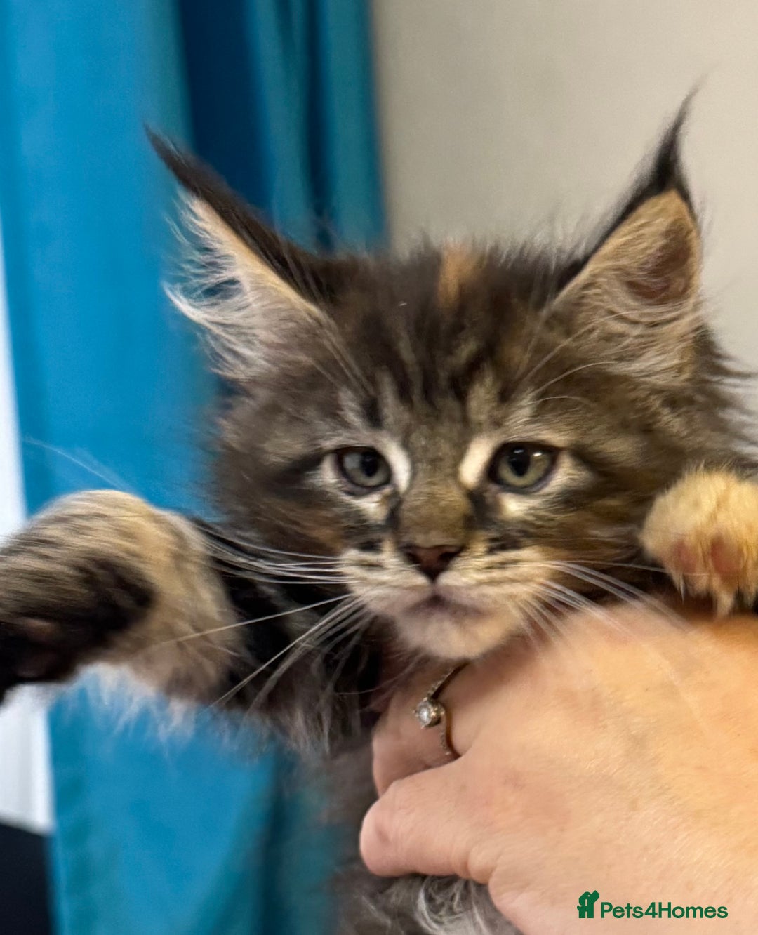 Maine Coon cats for sale: Adorable pedigree Maine coon kittens - Advert 32