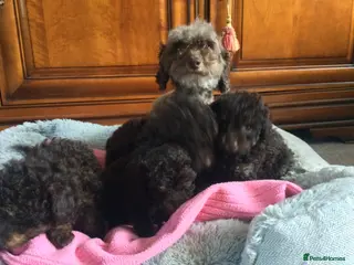 Toy Poodle dogs Chocolate Toy Poodles - Advert 1