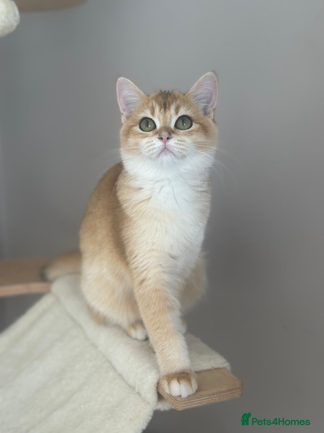 British Shorthair cats for sale: BSH Golden kittens  - Image 23