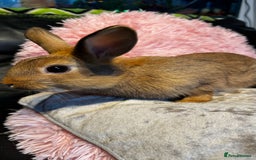 Mixed Breed rabbits for sale: Netherland dwarf and lionhead mixed bunnies - Image 32