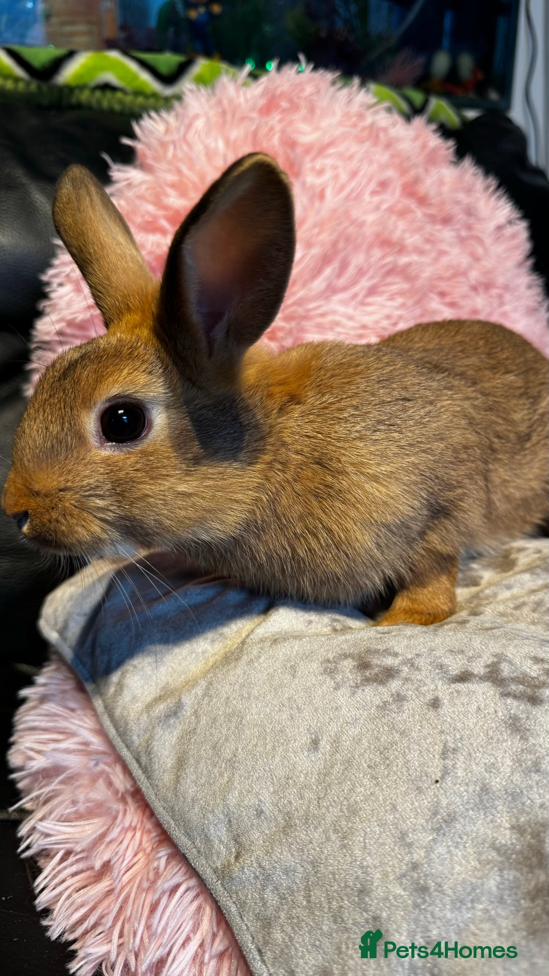 Mixed Breed rabbits for sale: Netherland dwarf and lionhead mixed bunnies - Image 32