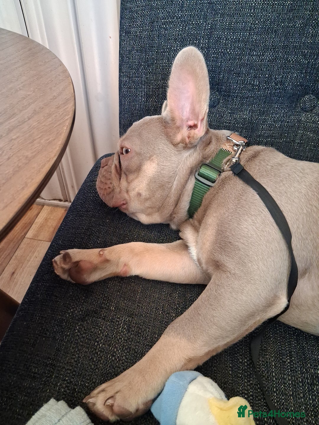 French Bulldog dogs for sale: Bruno  - Image 5