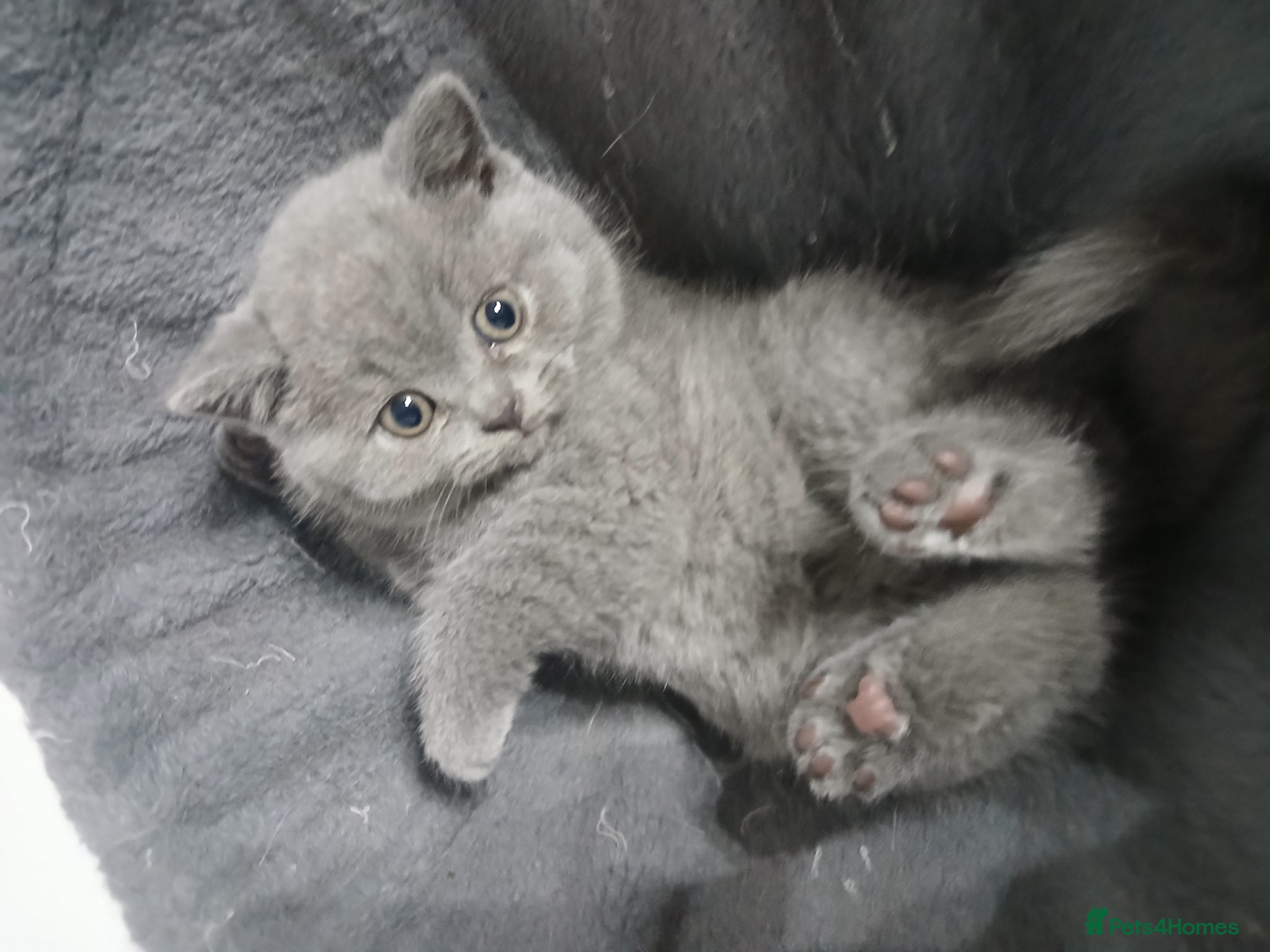 British Shorthair cats LAST GIRL LEFT, British Shorthair Kitten  - Advert 1