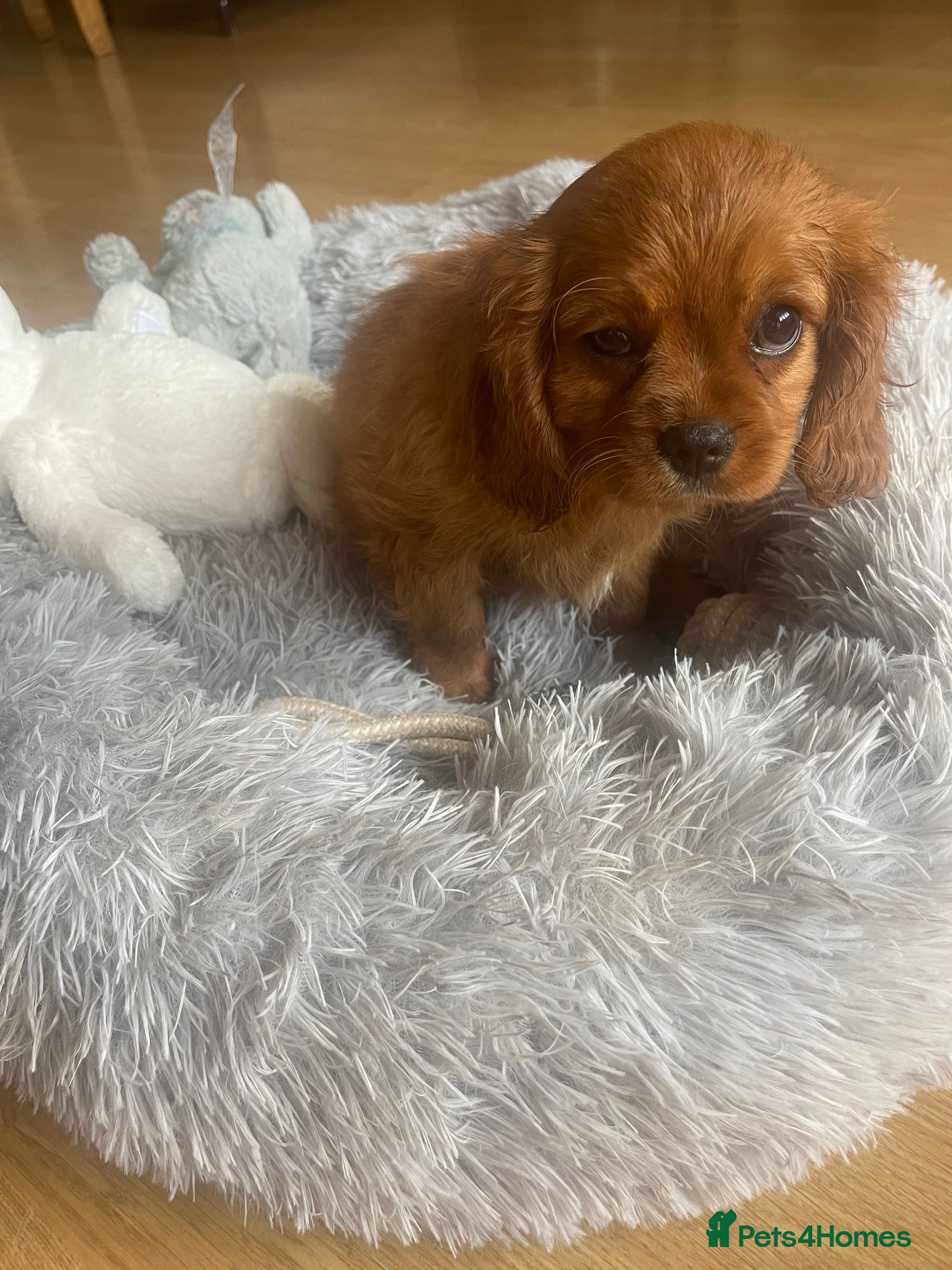 Cavalier King Charles Spaniel dogs Adorable Cavalier King Charles spaniels - Advert 11