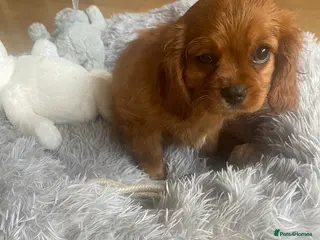 Cavalier King Charles Spaniel dogs Adorable Cavalier King Charles spaniels - Advert 11