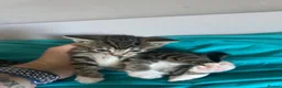 Mixed Breed cats for sale: 4 kittens  - Advert 12