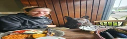 German Shepherd dogs for sale: Kc reg working line German shepherd pups in Barnsley - Advert 28