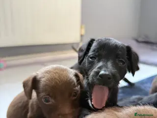 Mixed Breed dogs Patterdale x Lurcher puppies - Advert 19