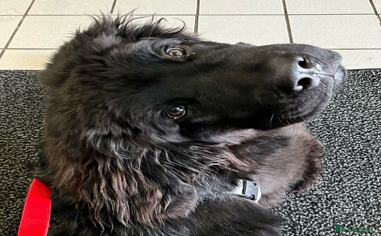 Newfoundland dogs - Advert 1
