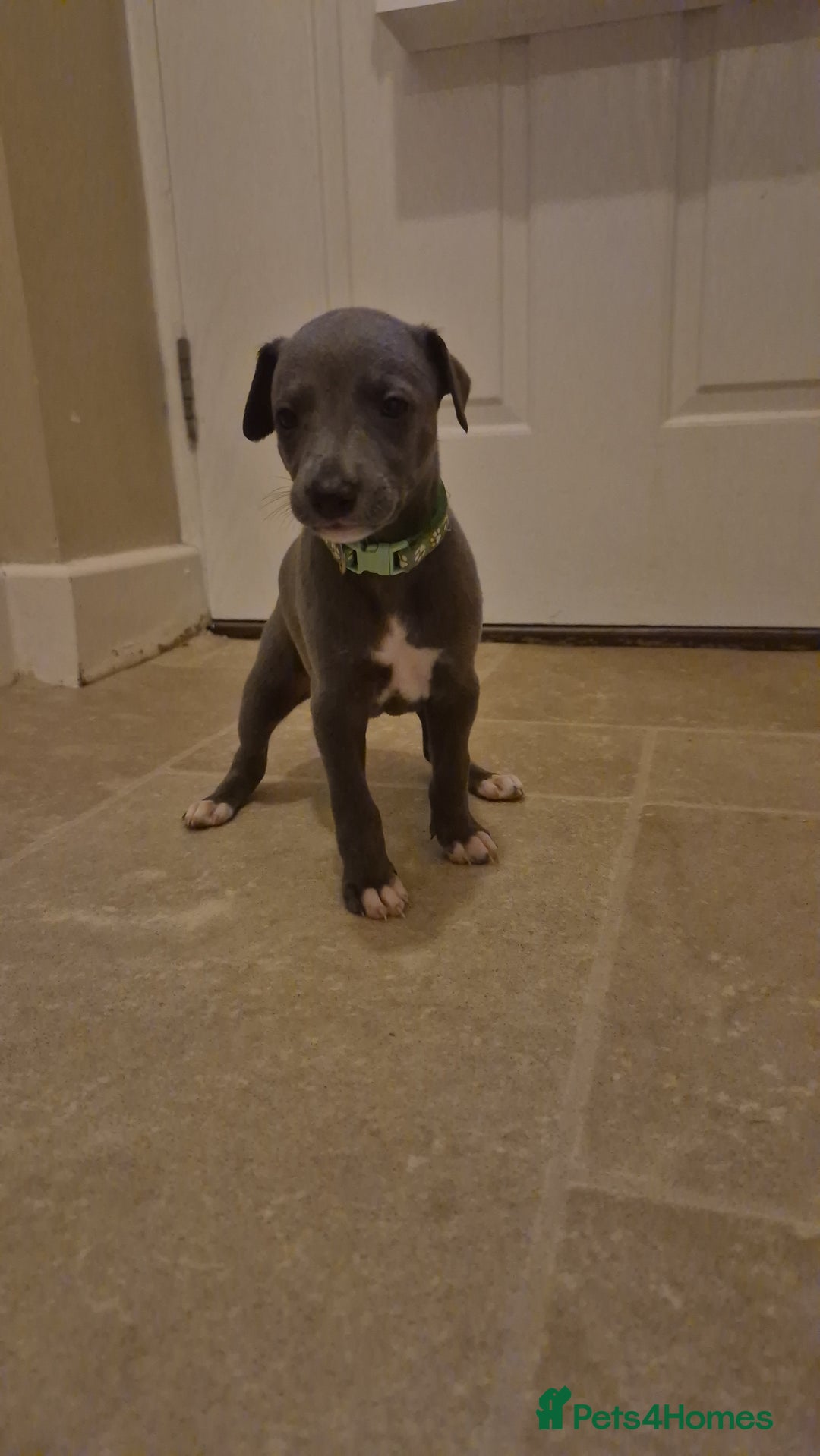 Whippet dogs for sale: Blue Whippet Boys - Advert 8