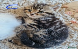 British Shorthair cats for sale: Beautiful British Shorthair Cross Kittens - Image 9