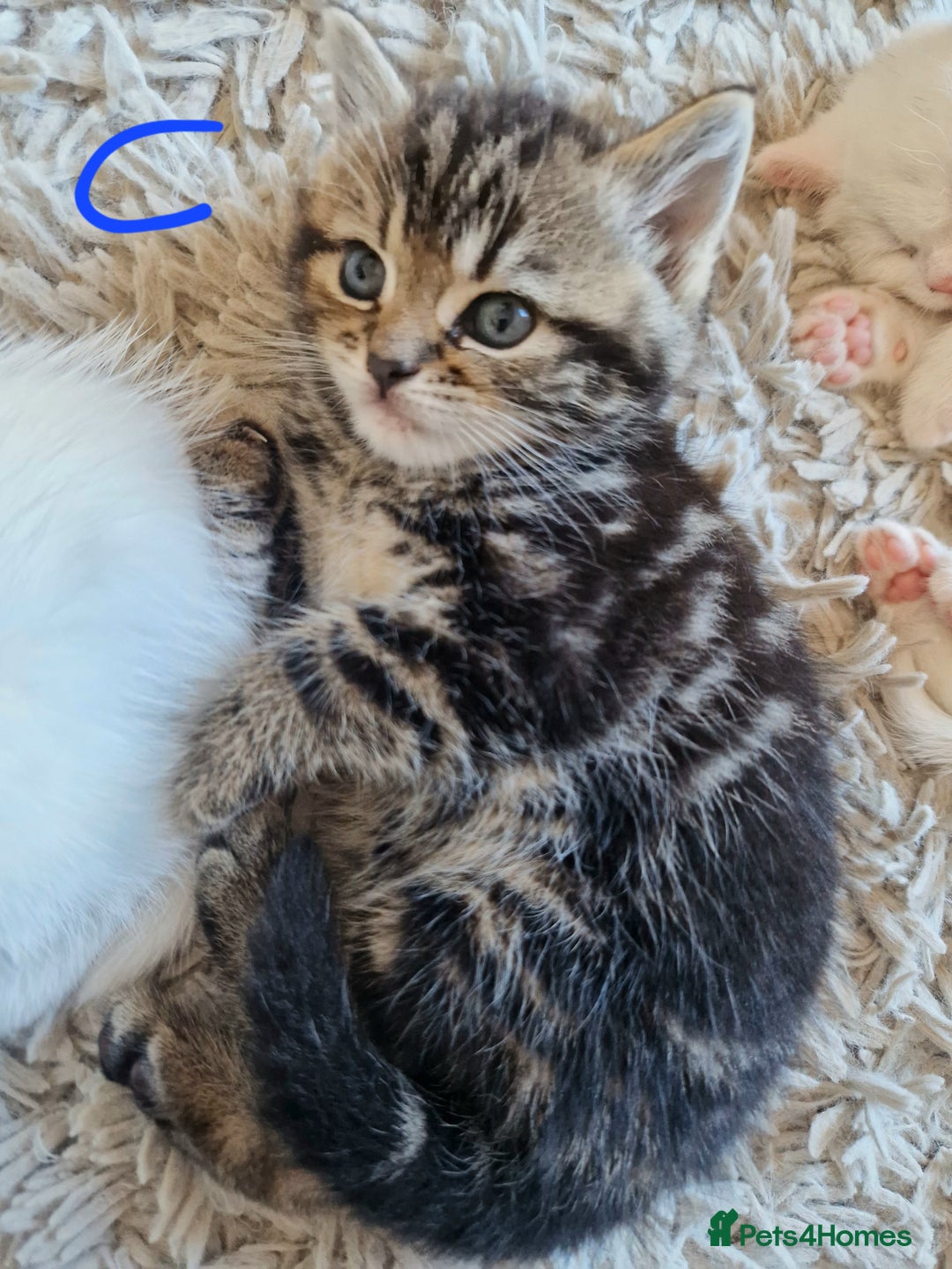 British Shorthair cats for sale: Beautiful British Shorthair Cross Kittens - Image 9