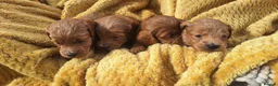 Cockapoo dogs for sale: Family raised Cockapoo babies  - Advert 4