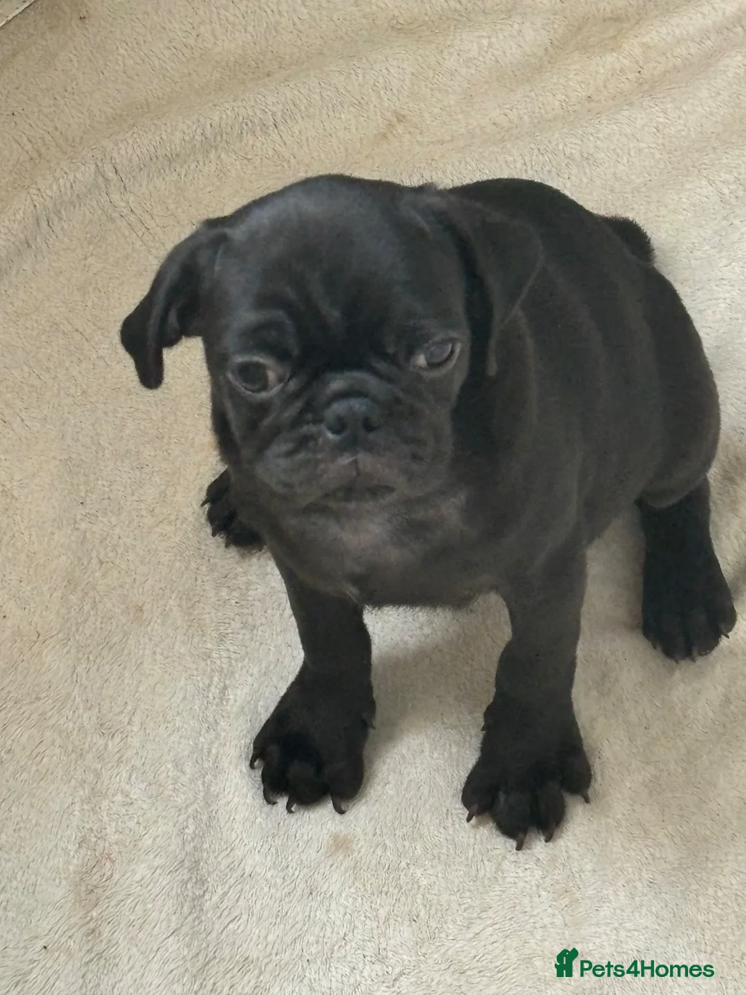 Pug dogs for sale: 3 beautiful pug pups available  - Advert 2