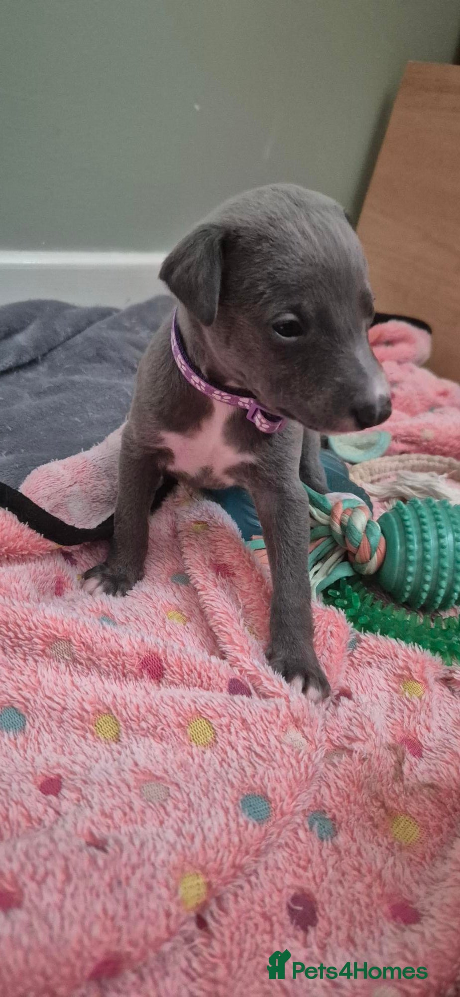 Whippet dogs Stunning Blue Whippet Puppies - Advert 2