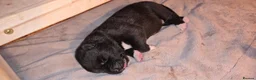 Huskita dogs for sale: Akita with 6% husky (Huskita) - Advert 13