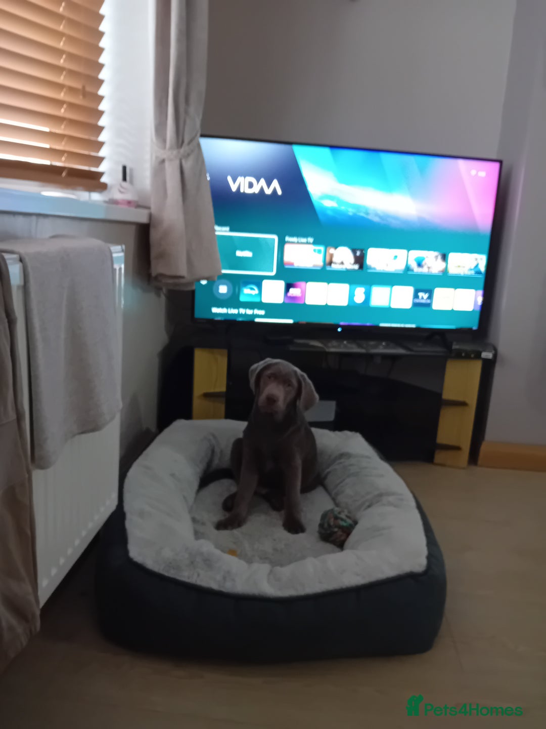 Labrador Retriever dogs for sale: Silver Labrador - Advert 2