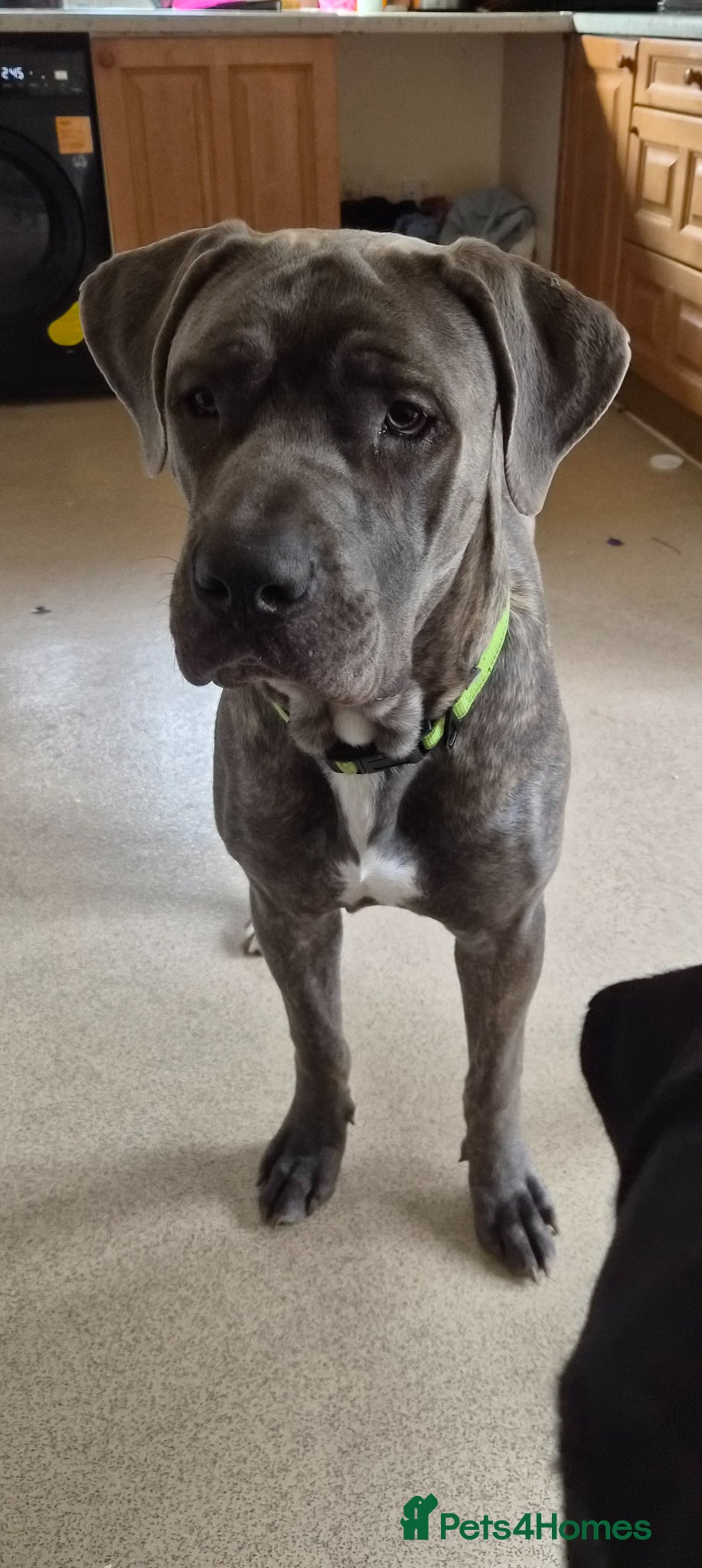 Cane Corso dogs 8 month MALE cane corso  - Advert 1