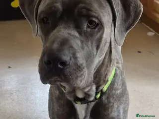 Cane Corso dogs 8 month MALE cane corso - Advert 1