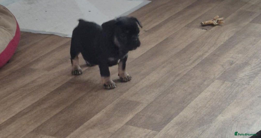 French Bulldog dogs for sale: French bulldog  puppies - Image 1