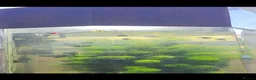 Cichlids fish for sale: Polar blue parrot chiclids  - Advert 2