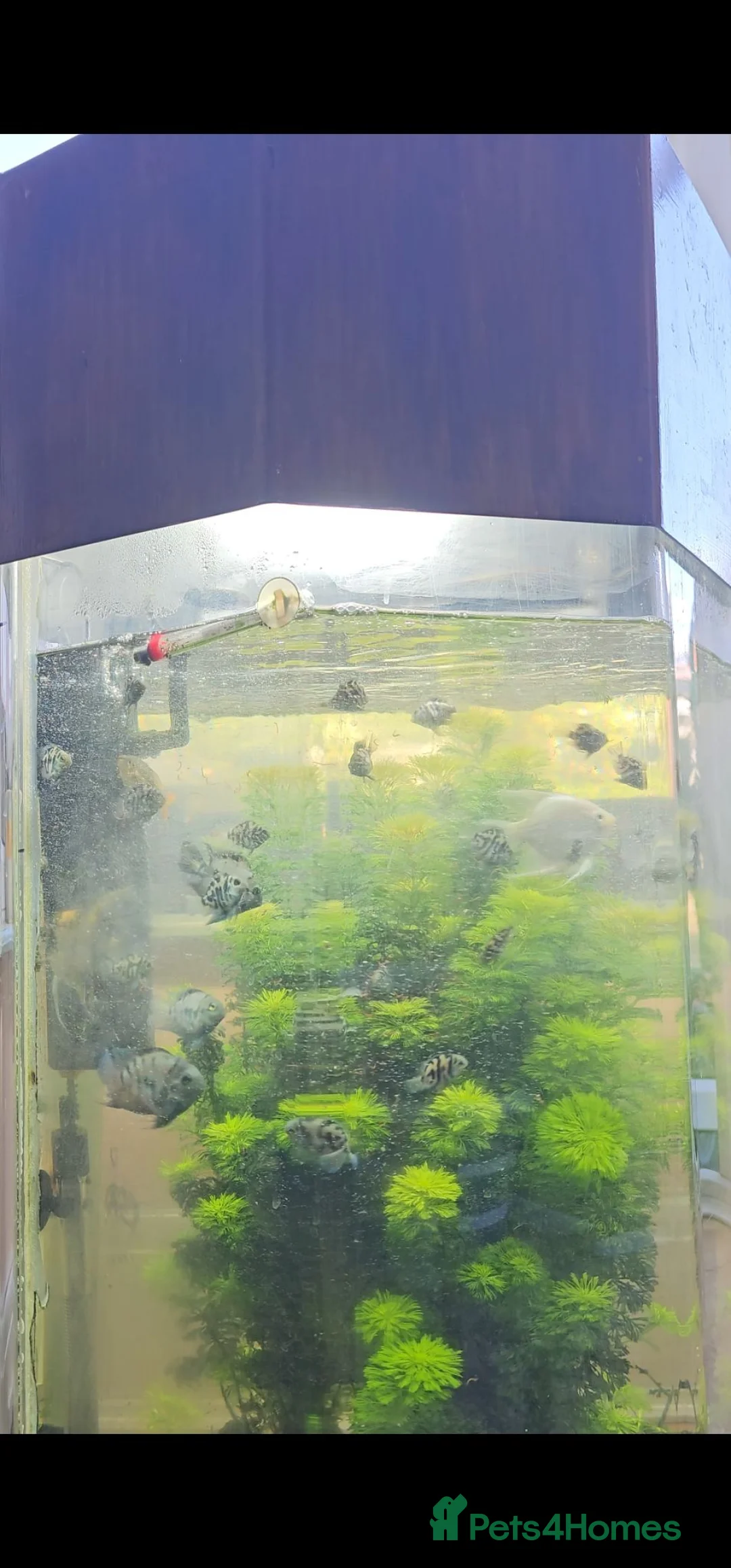 Cichlids fish for sale: Polar blue parrot chiclids  - Advert 2