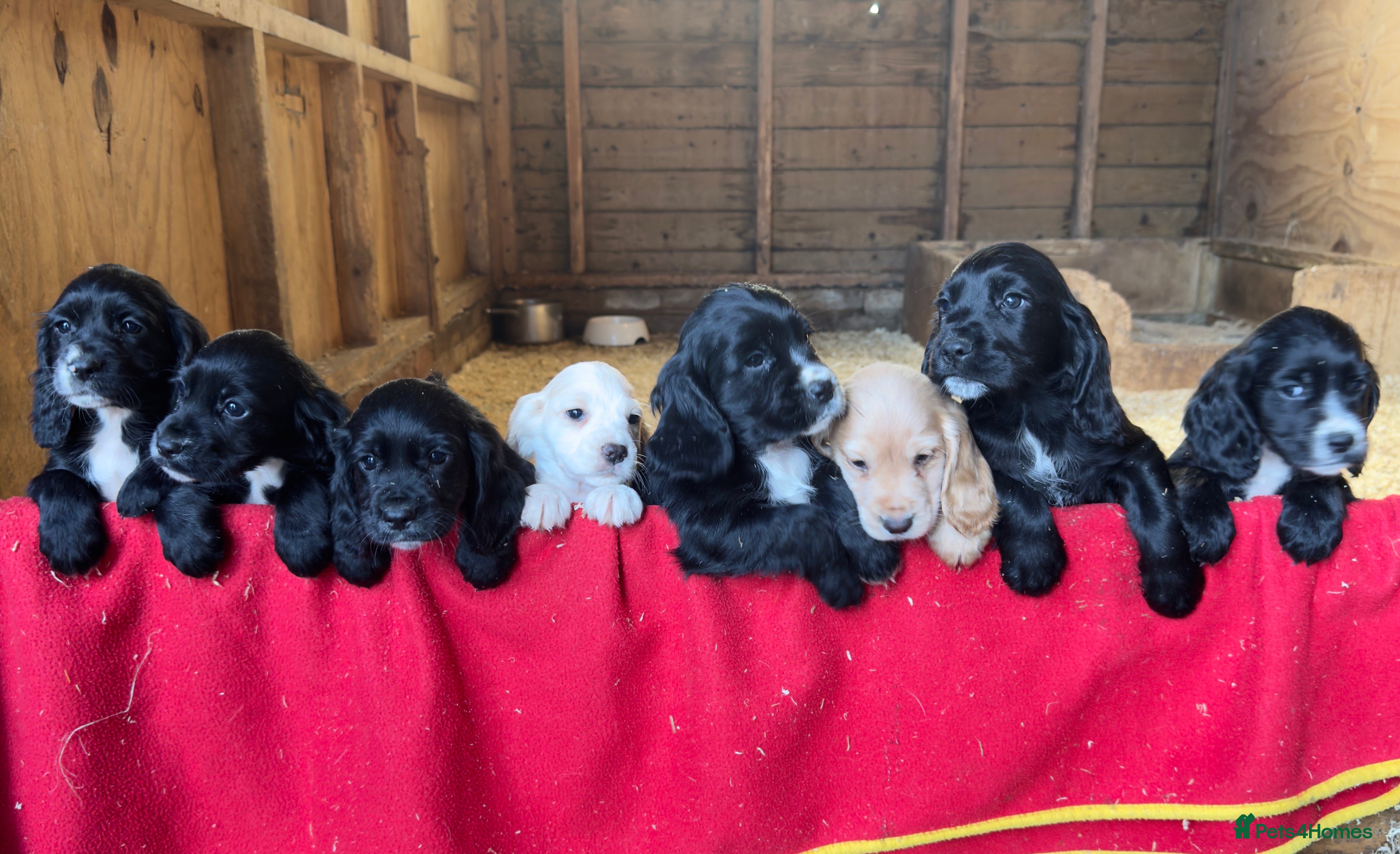 Cocker Spaniel dogs Adorable KC Registered Cocker Spaniel Puppies - Advert 1
