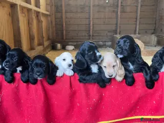 Cocker Spaniel dogs Adorable KC Registered Cocker Spaniel Puppies - Advert 1