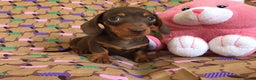 Miniature Dachshund dogs for stud: Mr Brown VERY SMALL Health tested KC reg Stud in Romford - Advert 4