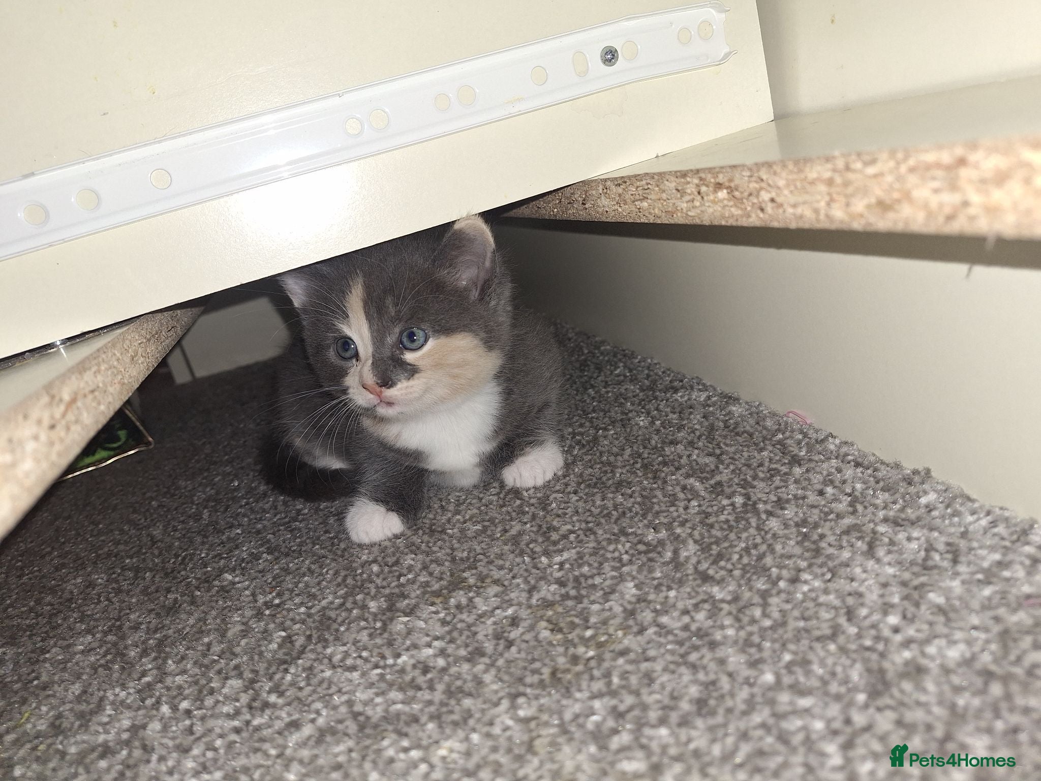 British Shorthair cats 3 beautiful kittens  - Advert 1