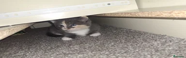 British Shorthair 1