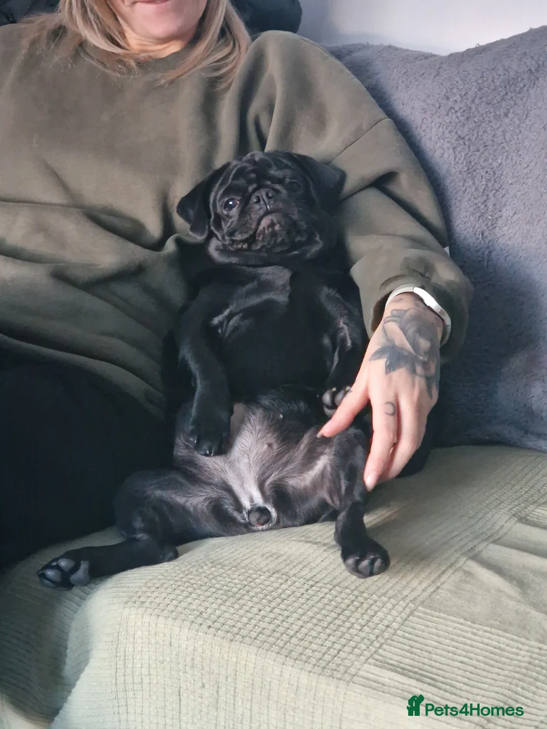 Pug dogs for sale: Female pug for sale - Advert 3