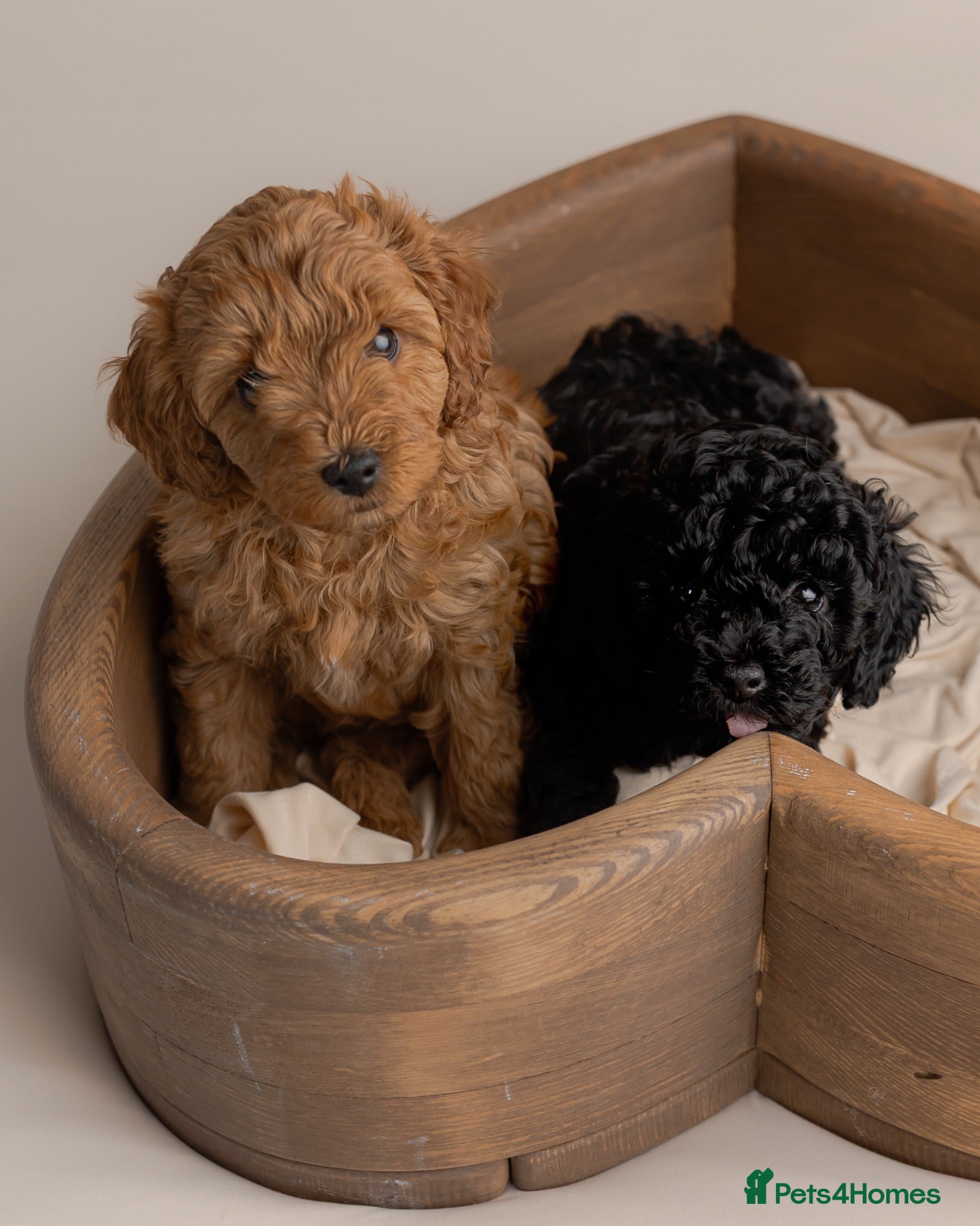Cavapoo dogs Beautiful F1b Cavapoo Girls | Ready Soon - Advert 17