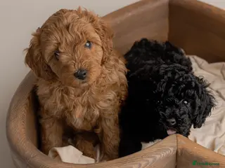Cavapoo dogs Beautiful F1b Cavapoo Girls | Ready Soon - Advert 1