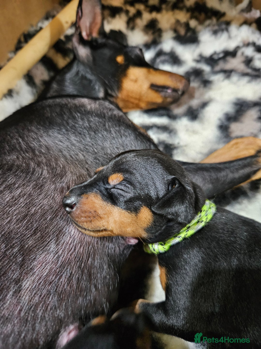 English Toy Terrier dogs for sale: Grayswish English toy terriers - Advert 3