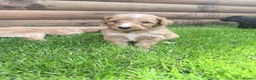 Australian Labradoodle dogs for sale: Beautiful Aussie Doodles - Advert 12